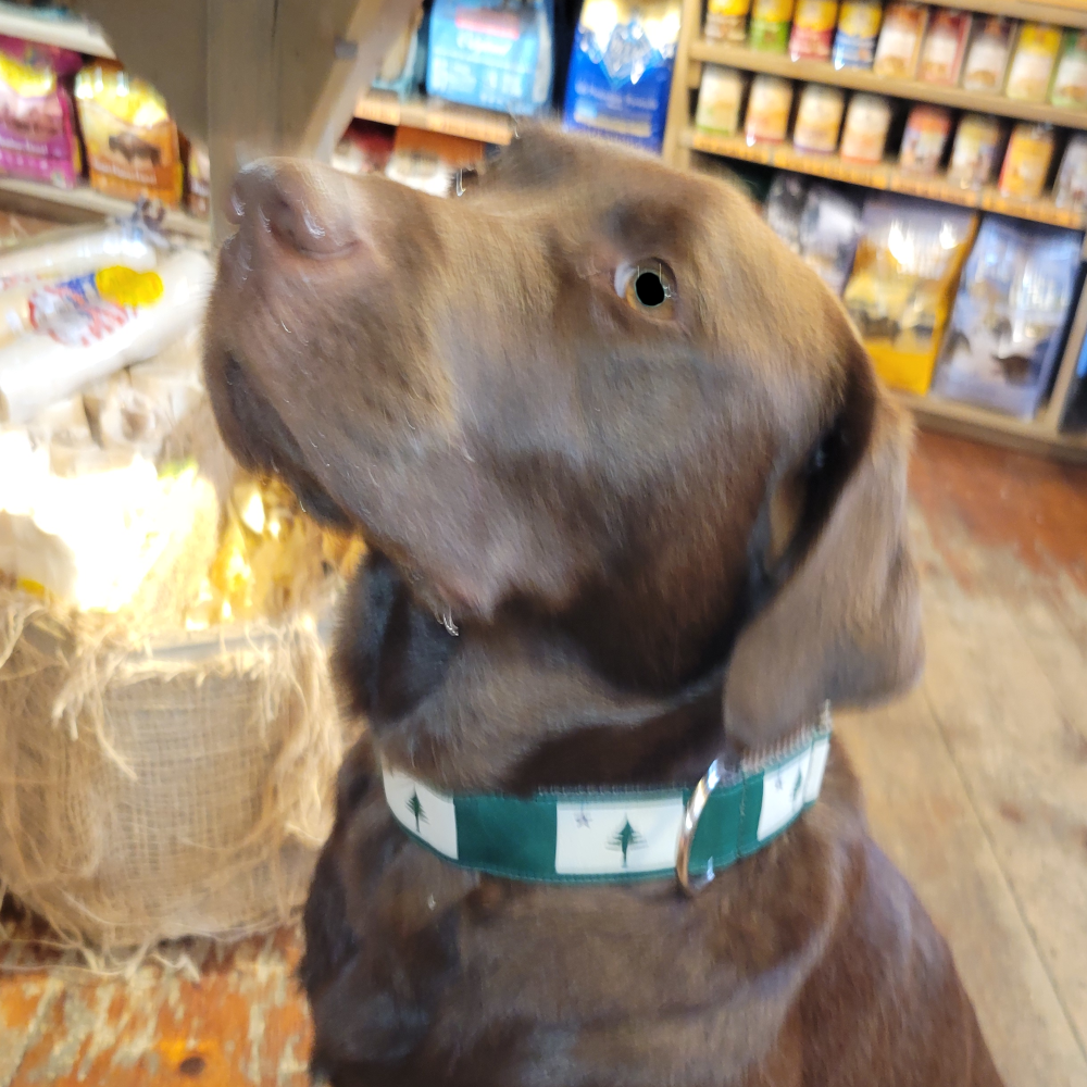 1.5” Ribbon Dog Collar – 1820/1901 Maine Flag, Green