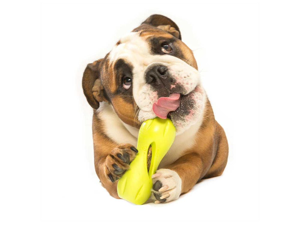 Dog Treat Toy - Qwizl