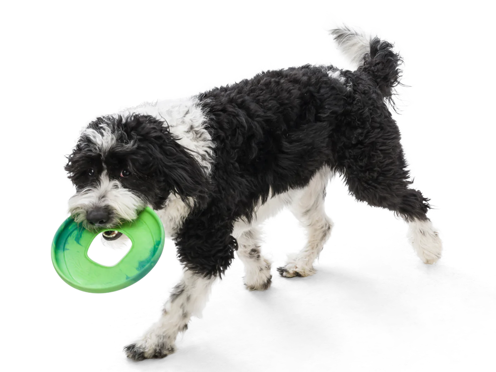 Dog Fetch Toy - Sailz Flying Disc