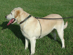 Anti-Pull Dog Training Leash Thumbnail