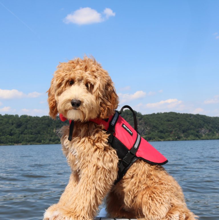 Dog Life Jacket - Red